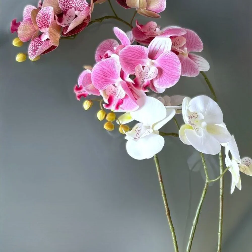 N/A these phalaenopsis